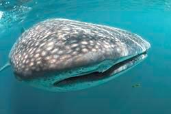 Fuerteventura - Canary Islands. Whale shark.